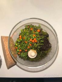 terrarium con nertera