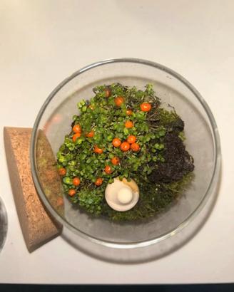 terrarium con nertera