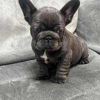 DEA , cucciola di bulldog francese blu occhi