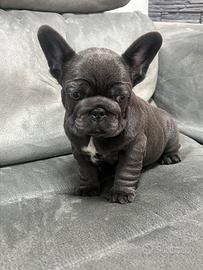 DEA , cucciola di bulldog francese blu occhi