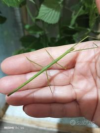 Ramulus artemis