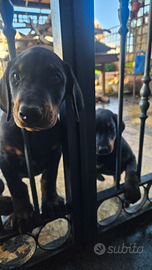 Cuccioli dobermann