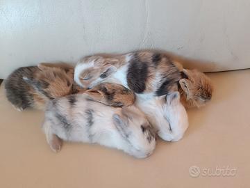 Coniglio nano incrocio Ariete e Toy testa di leone