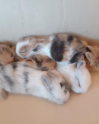 Coniglio nano incrocio Ariete e Toy testa di leone