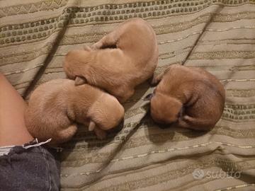 Cagnolino