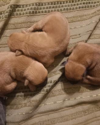 Cagnolino