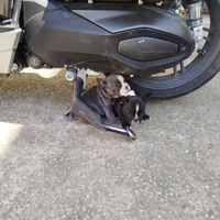 Bulldog francese cane
