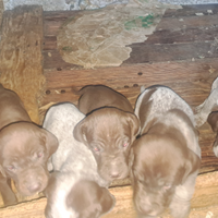 Bracco-pointer cuccioli da tartufo