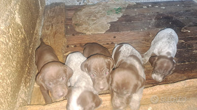 Bracco-pointer cuccioli da tartufo