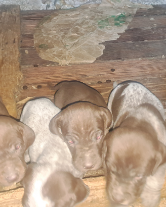 Bracco-pointer cuccioli da tartufo