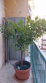 pianta limoni