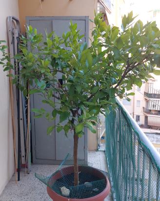 pianta limoni