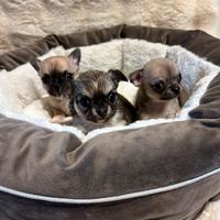 Chihuahua con pedigree Enci