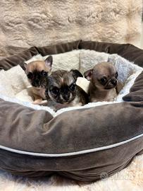 Chihuahua con pedigree Enci