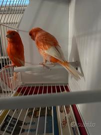 Canarini fattore rosso