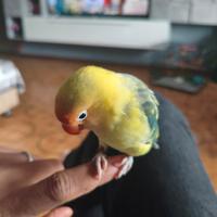 Inseperabile fischer