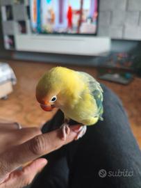 Inseperabile fischer