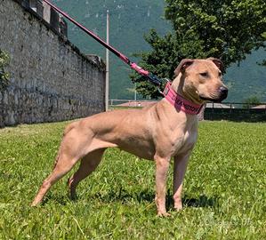 American Pit Bull Terrier femmina