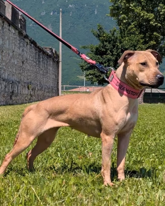 American Pit Bull Terrier femmina