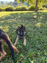 Cuccioli pastore tedesco