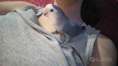 Papagallo lovebird agapornis blu