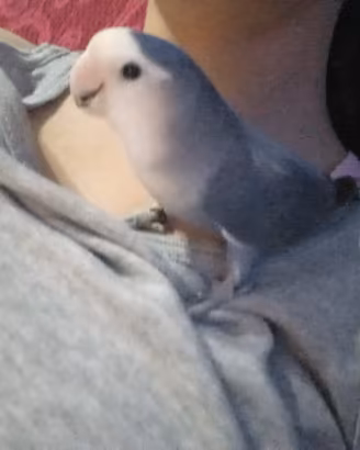 Papagallo lovebird agapornis blu