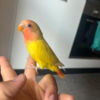 Inseparabili allevato a mano