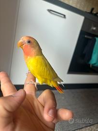 Inseparabili allevato a mano