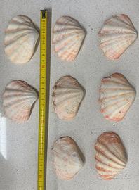 Conchiglia Tridacna Crocea 8 cm circa