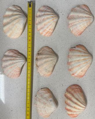 Conchiglia Tridacna Crocea 8 cm circa