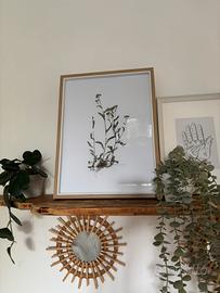 Quadro erbario con fiori essiccati di Achillea