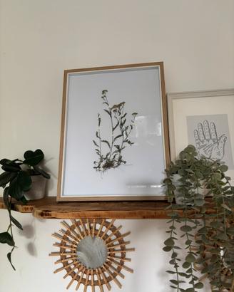Quadro erbario con fiori essiccati di Achillea
