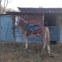 Cavallo haflinger