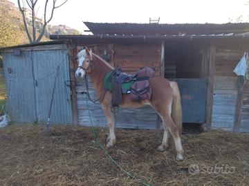 Cavallo haflinger