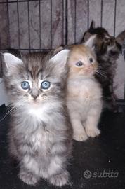 Maine coon