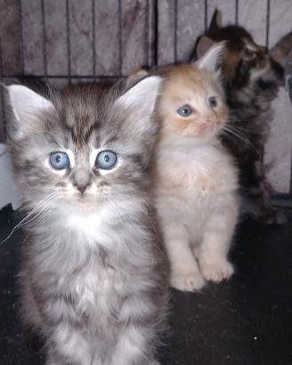 Maine coon