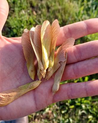 20 semi di acero argentato