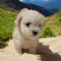 Maltese Toy pedigree Enci