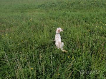 Cucciolone di SETTER INGLESE