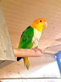 Femmina caicco cosce Verdi anno 2020