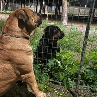 Zeus per accoppiamento