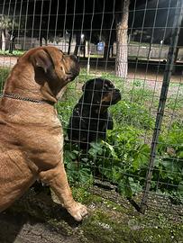 Zeus per accoppiamento