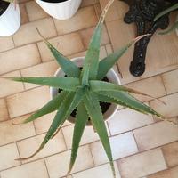 Aloe Vera 25 cm