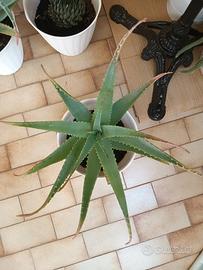 Aloe Vera 25 cm