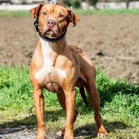 Pitbull in adozione
