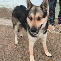 Max dolce cucciolone non ha una casa