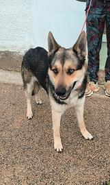 Max dolce cucciolone non ha una casa