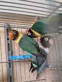 Inseparabili personata avorio blu