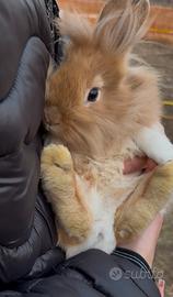 Coniglio nano testa di leone