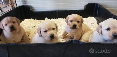 Labrador Retriever cuccioli